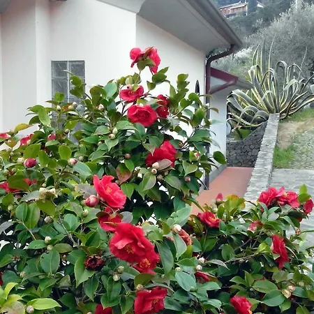 فيلة Il Pettirosso لا سبيتسْيا